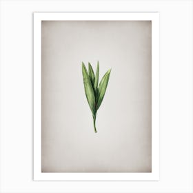 Vintage Autumn Crocus Botanical on Parchment n.0307 Art Print