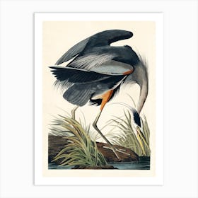 Great Blue Heron Plate CCXI, based on the series “Birds of America” by John James Audubon Art Print