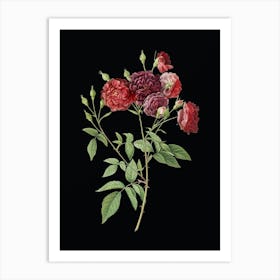 Vintage Ternaux Rose Bloom Botanical Illustration on Solid Black Art Print