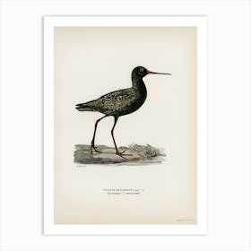 Spotted Redshank, The Von Wright Brothers Art Print