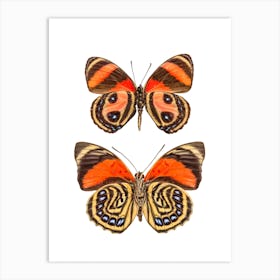 Two Orange Butterflies Art Print