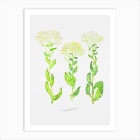 Roadside cress Art Print