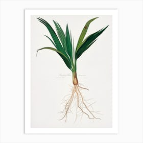 Date Palm Tree (Phoenix Dactylifera) From Pomona Italiana, Giorgio Gallesio Art Print