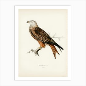 Red Kite (Milvus Milvus), The Von Wright Brothers Art Print