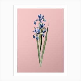 Vintage Blue Iris Botanical on Soft Pink Art Print