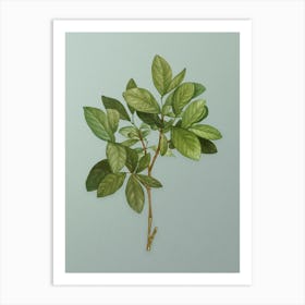 Vintage Eastern Leatherwood Botanical Art on Mint Green n.0132 Art Print