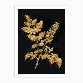 Vintage Golden Rain Tree Botanical in Gold on Black n.0167 Art Print
