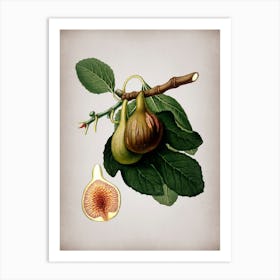Vintage Fig Botanical on Parchment n.0295 Art Print