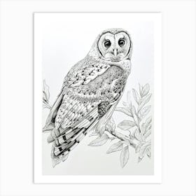 Australian Masked Owl Drawing 1 Art Print