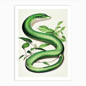 Cuban Green Snake 1 Vintage Art Print
