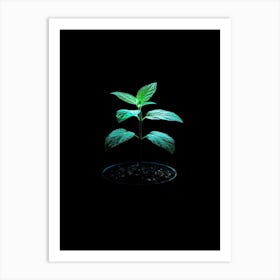 Green Plant On A Black Background 2 Art Print