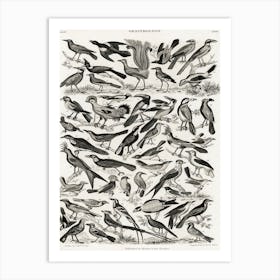 Ornithology, Oliver Goldsmith 2 Art Print