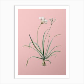 Vintage Allium Fragrans Botanical on Soft Pink n.0205 Art Print