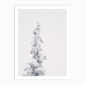 Snow Covered Pine Tree Art Print