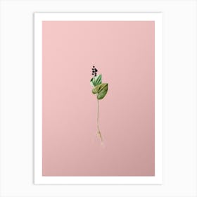 Vintage Mayanthemum Botanical on Soft Pink n.0732 Art Print