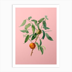 Vintage Peach Botanical on Soft Pink 3 Art Print