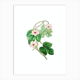 Vintage Aiton's Ipomoea Flower Botanical Illustration on Pure White Art Print
