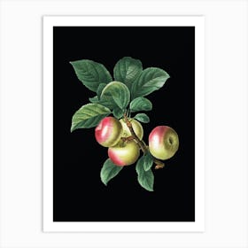Vintage Apple Botanical Illustration on Solid Black n.0644 Art Print