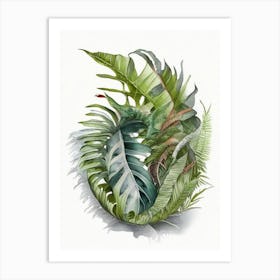 Climbing Bird S Nest Fern Watercolour Art Print