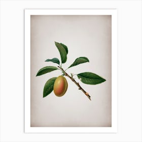 Vintage Armenian Plum Botanical on Parchment n.0486 Art Print