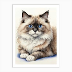 Ragdoll Cat With Blue Eyes Art Print