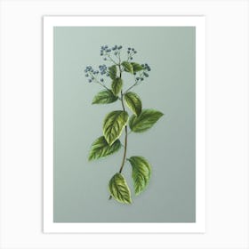 Vintage New Jersey Tea Botanical Art on Mint Green n.0003 Art Print