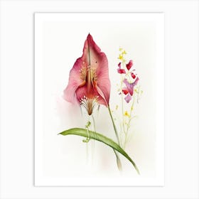 Arrowhead Wildflower Watercolour 1 Art Print