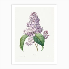 Lilac, Pierre Joseph Redouté Art Print