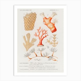 Different Types Of Corals, Charles Dessalines D'Orbigny Art Print