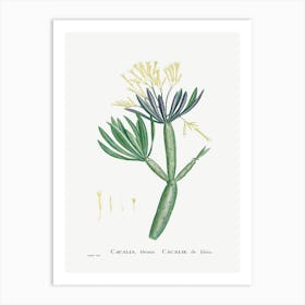 Cacalia Kleinia, Pierre Joseph Redoute Art Print