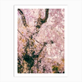 Cherry blossoms in Kyoto Art Print