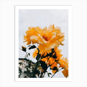 Yellow Roses Art Print