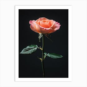 Peach Rose 31 Art Print