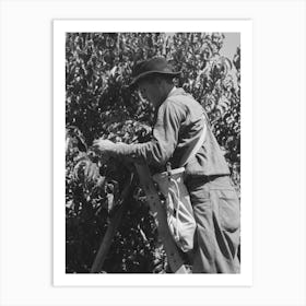 Untitled Photo, Possibly Related To Fruit Pickers Moving Ladders To Another Tree, Delta County, Coloerado By Russell Lee Art Print