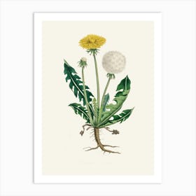 Vintage Botanical John Stephenson and James Morss Churchill Art Print_2731675 Art Print