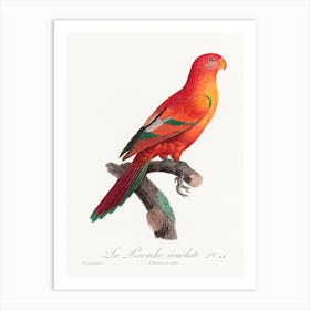 The Crimson Shining Parrot, From Natural History Of Parrots, Francois Levaillant Art Print