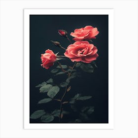 Roses On Black Background Art Print