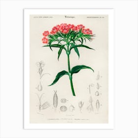 Sweet William (Dianthus Barbatus), Charles Dessalines D' Orbigny Art Print