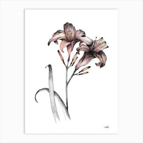 Watercolour Pair of Day Lillies Art Print