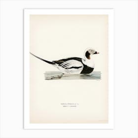 Long Tailed Duck Male, The Von Wright Brothers Art Print