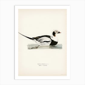 Long Tailed Duck Male, The Von Wright Brothers Poster