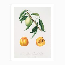 Apricot (Pesca Natalina) From Pomona Italiana (1817 - 1839), Giorgio Gallesio 1 Art Print