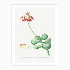 Cotyledon Orbiculata, Pierre Joseph Redoute Art Print