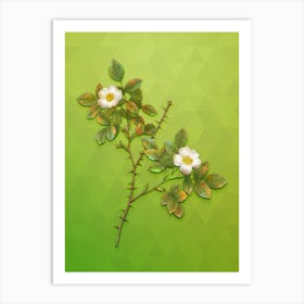 Vintage Spiny Leaved Rose Of Dematra Botanical Art on Love Bird Green n.1804 Art Print