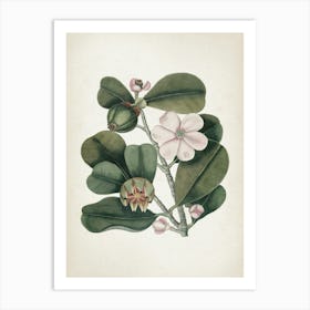 Vintage Catesby 2 Cenchramidea Arbor Art Print