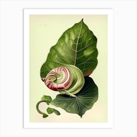 Garden Snail Eating A Leaf 1 Botanical Art Print