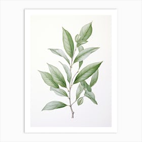 Bay Leaves Vintage Botanical Herbs 2 Art Print