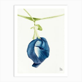 Blue Sweet Pea Watercolor Art Print