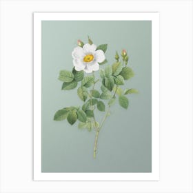 Vintage Twin Flowered White Rose Botanical Art on Mint Green n.0633 Art Print