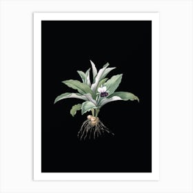 Vintage Kaempferia Angustifolia Botanical Illustration on Solid Black n.0158 Art Print